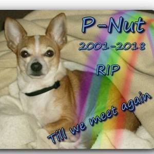 Meet your Posher, Bobbie